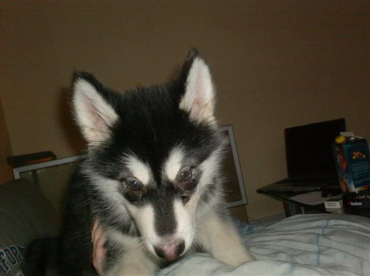 Alaskan malamute spike billede 13