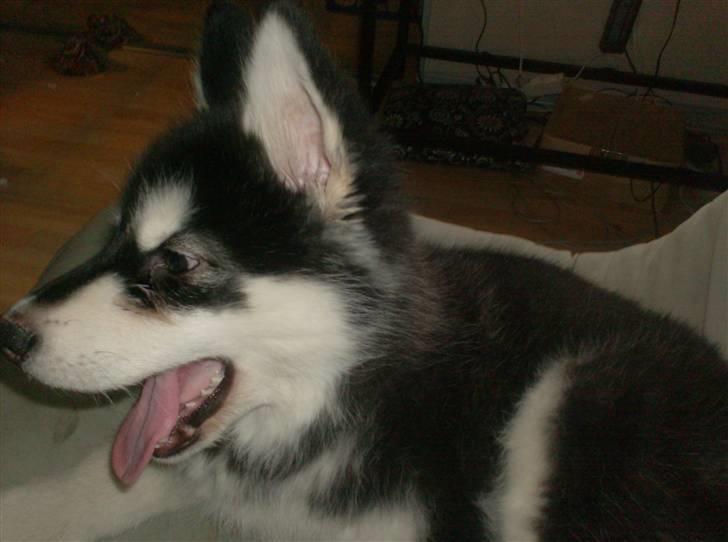 Alaskan malamute spike billede 14