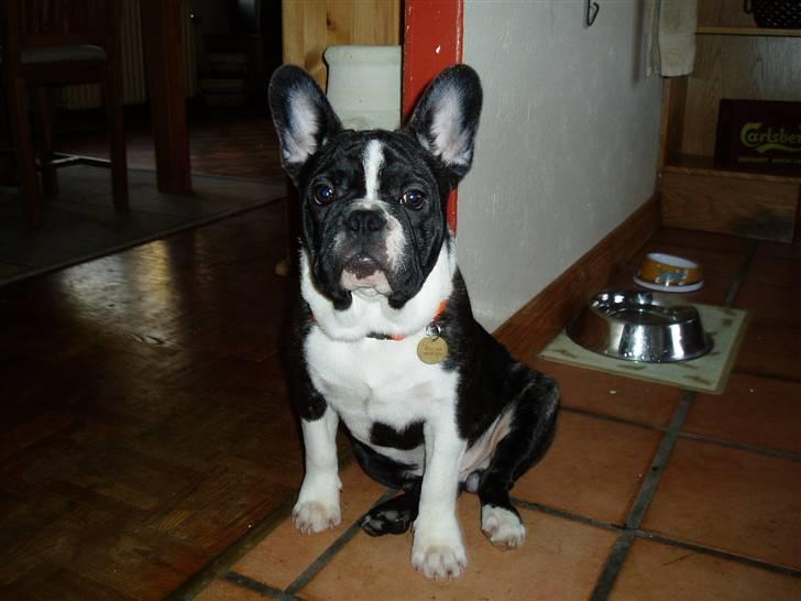 Fransk bulldog william - sov godt min skat :'( - i´v got it from my mamma :D billede 1