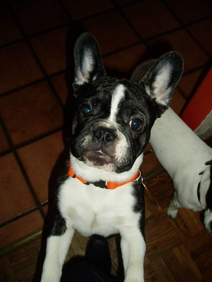 Fransk bulldog william - sov godt min skat :'( - hey ;) billede 2
