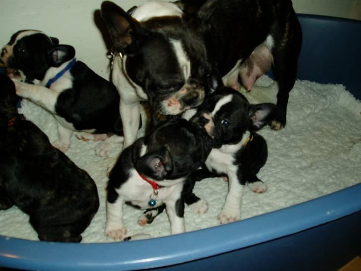 Fransk bulldog william - sov godt min skat :'( - william med hele das famillios ;). billede 3