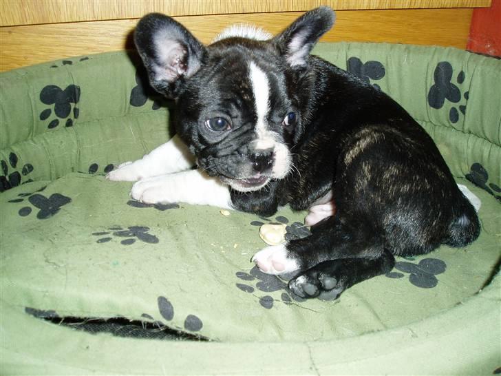 Fransk bulldog william - sov godt min skat :'( - lige fået ham, han er skøøøøøn <3 billede 4