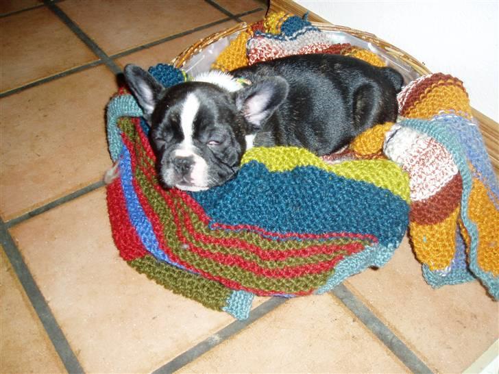 Fransk bulldog william - sov godt min skat :'( - SÅ hårdt at være en baby ;). billede 6
