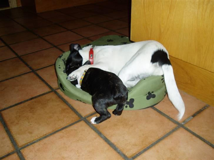 Fransk bulldog william - sov godt min skat :'( - leger med storebror jack ;) billede 8