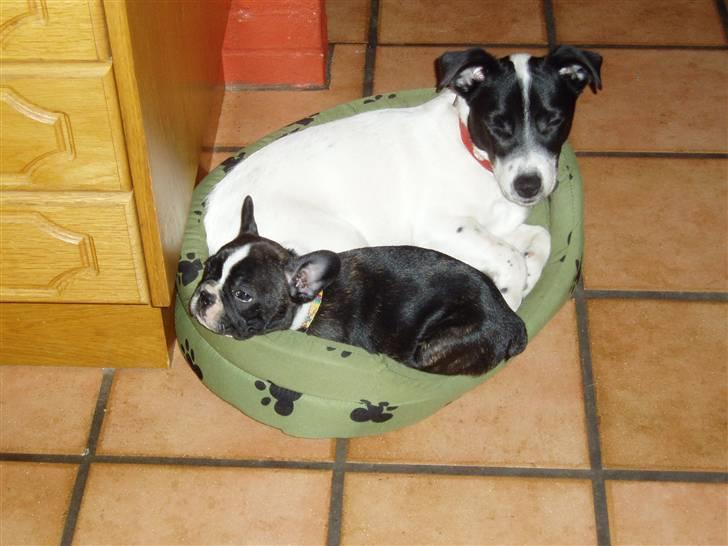 Fransk bulldog william - sov godt min skat :'( - .. og sover med jack. billede 9