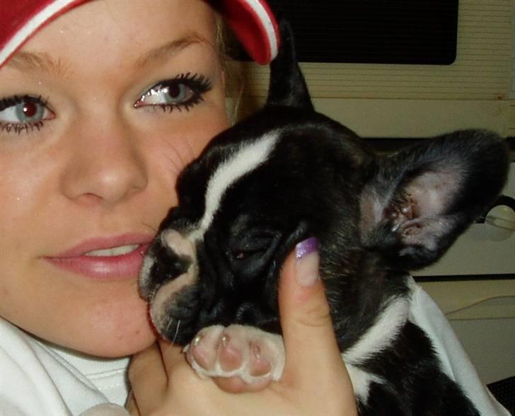 Fransk bulldog william - sov godt min skat :'( - loooooves. billede 10