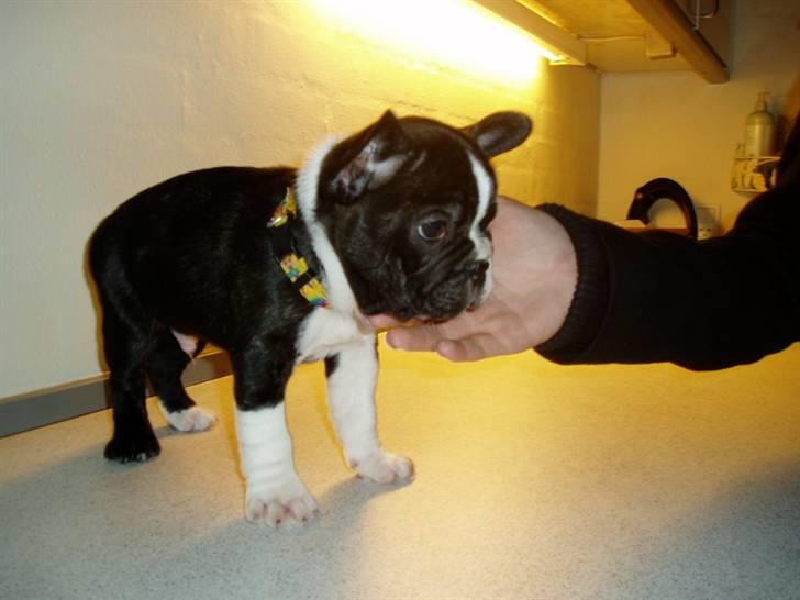 Fransk bulldog william - sov godt min skat :'( - første gng jeg så prinsen. billede 11