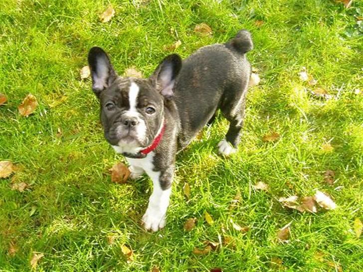 Fransk bulldog william - sov godt min skat :'( - jeg er en steg ;) billede 13