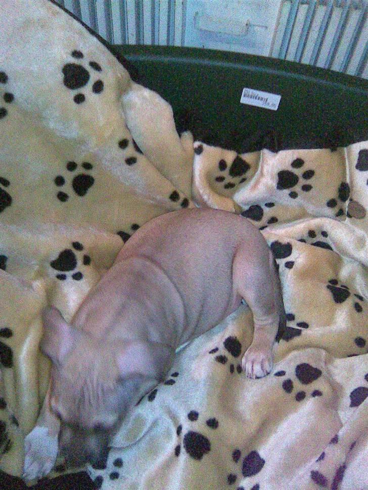 Amerikansk staffordshire terrier Charlie billede 9