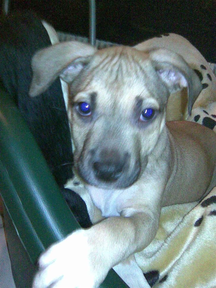 Amerikansk staffordshire terrier Charlie billede 10