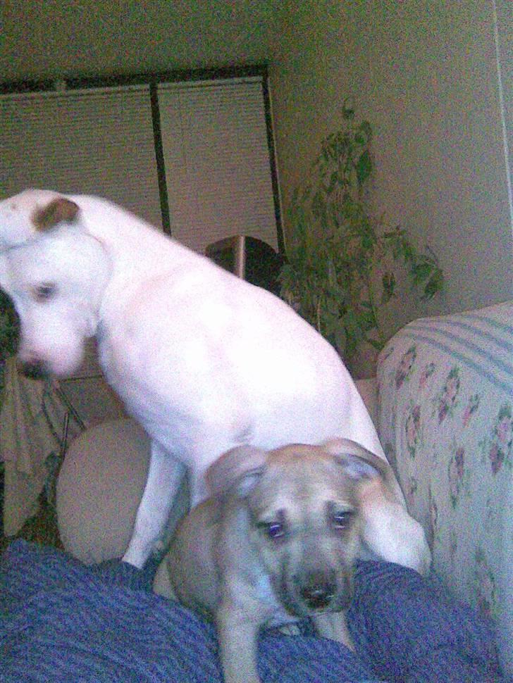 Amerikansk staffordshire terrier Charlie billede 11