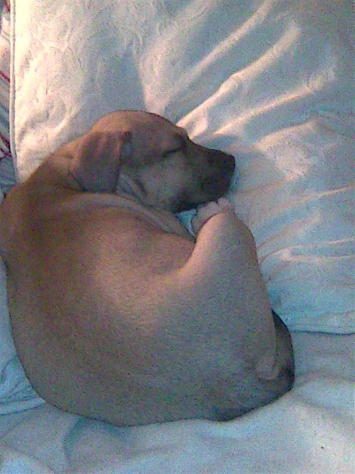 Amerikansk staffordshire terrier Charlie billede 12