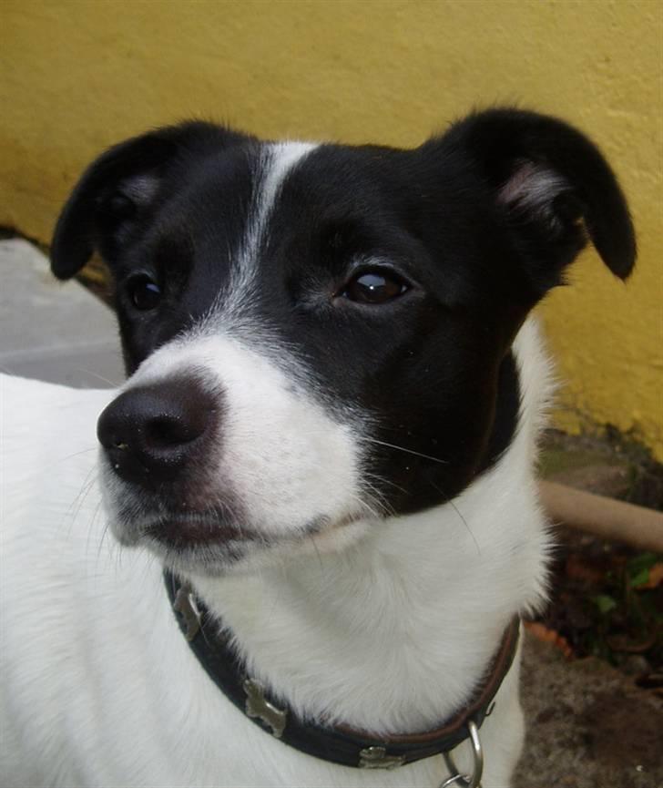 Jack russell terrier jack - hej hej ;D billede 1