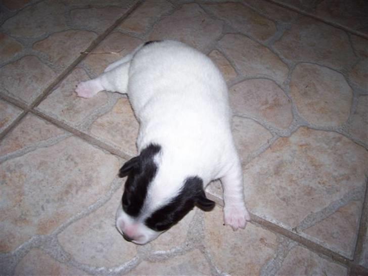 Jack russell terrier jack - Baby Jack 1. dag gammel billede 3