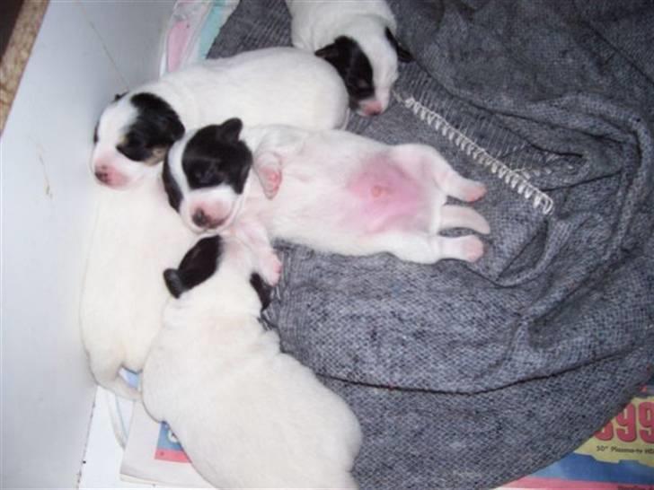 Jack russell terrier jack - Jack 9 dage gammel, dejlig tyk mavse billede 4