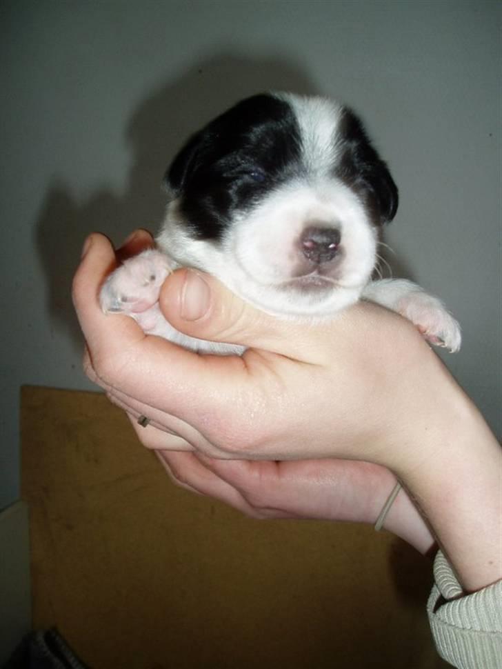 Jack russell terrier jack - Jack 13 dage gammel billede 5