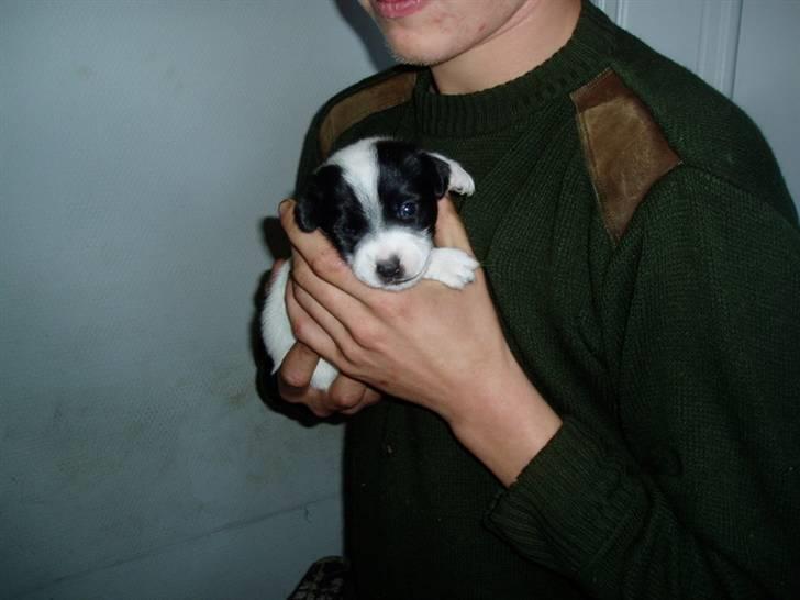 Jack russell terrier jack - Jack 13 dage gammel billede 6