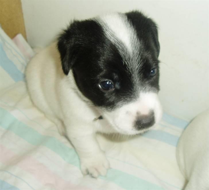 Jack russell terrier jack - Jack 4 uger billede 7