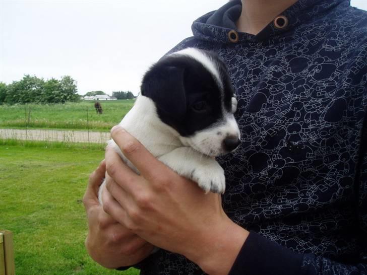 Jack russell terrier jack - Jack og Martin 7 uger gammel billede 8