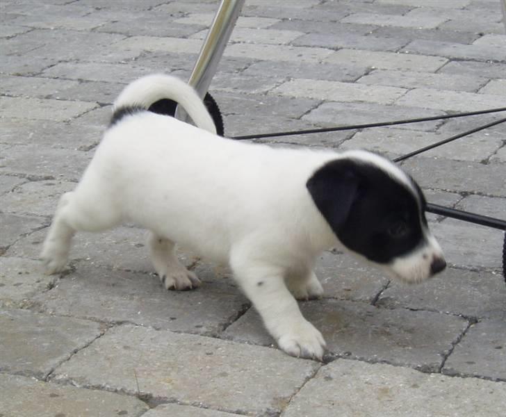 Jack russell terrier jack - lille dreng i den store verden. billede 9