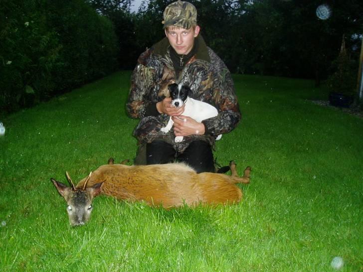 Jack russell terrier jack - Jack og hans første dyr 10uger gammel billede 10