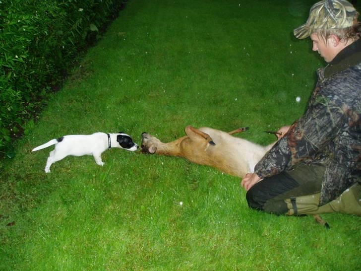 Jack russell terrier jack - Det er spændende, men måske også farlig billede 11