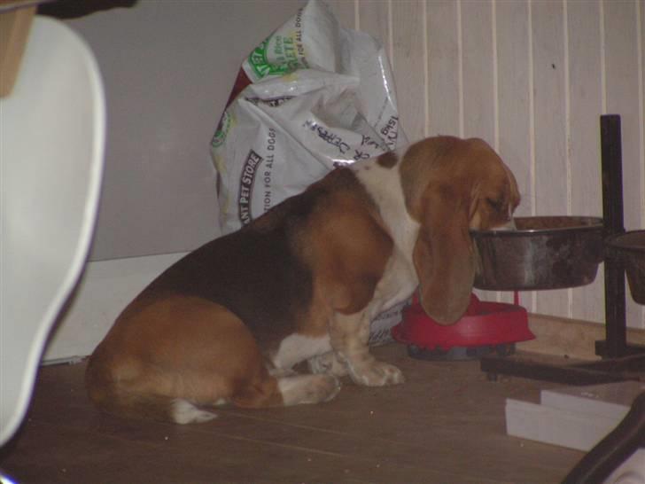 Basset hound columbus - Et hvalpebillede, ja man skal jo spise! billede 9