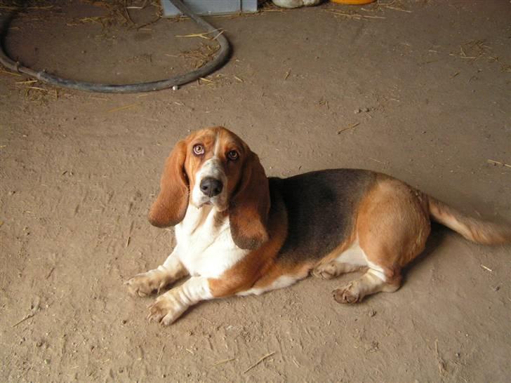 Basset hound columbus - ....og en slapper bagefter! billede 10