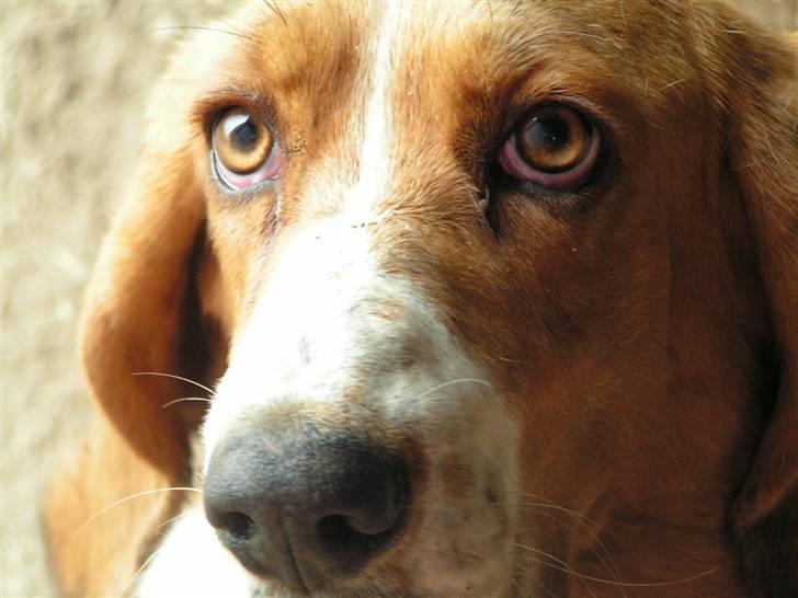 Basset hound columbus - er jeg ikke bare dejlig!!!! billede 11