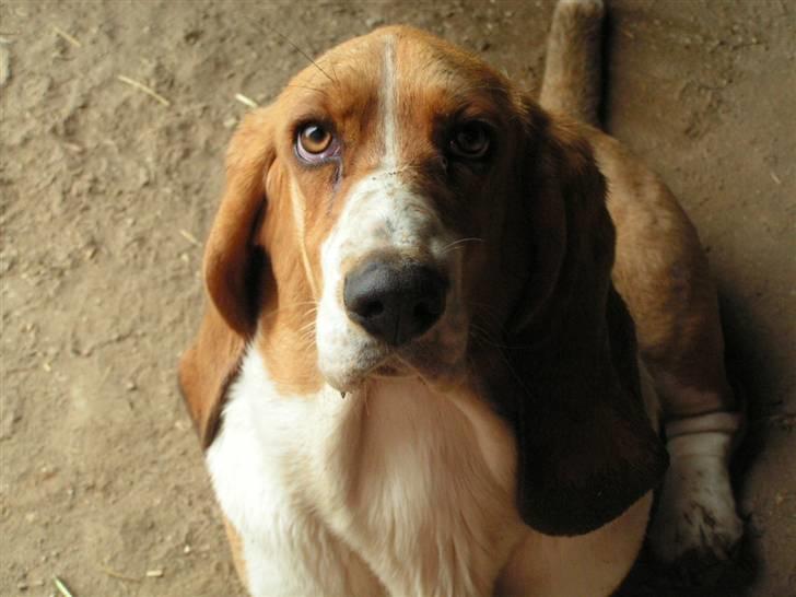 Basset hound columbus - Har du lidt guf til mig????? billede 13