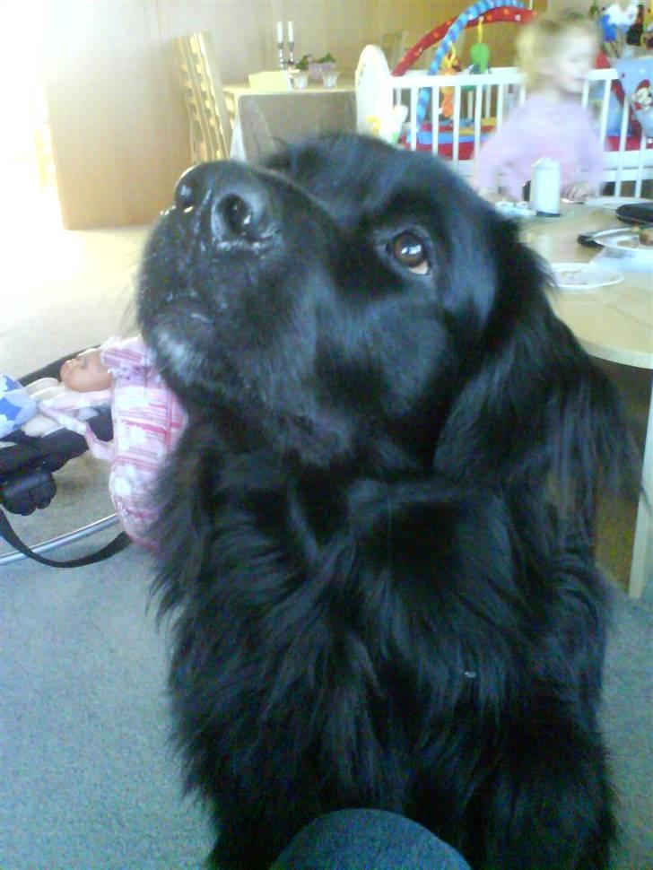 Blanding af racer retriver/newfoundlænder - go til at lytte billede 1
