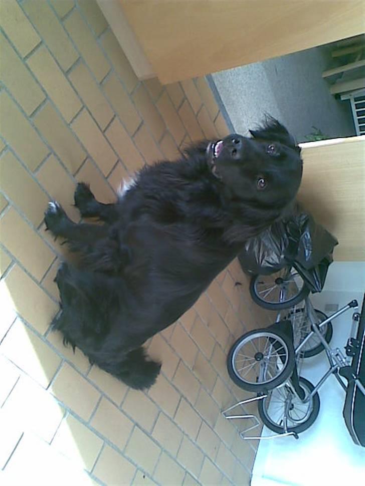 Blanding af racer retriver/newfoundlænder billede 4