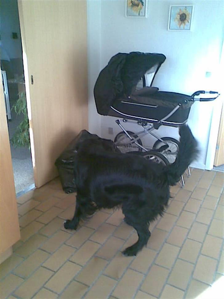 Blanding af racer retriver/newfoundlænder billede 5