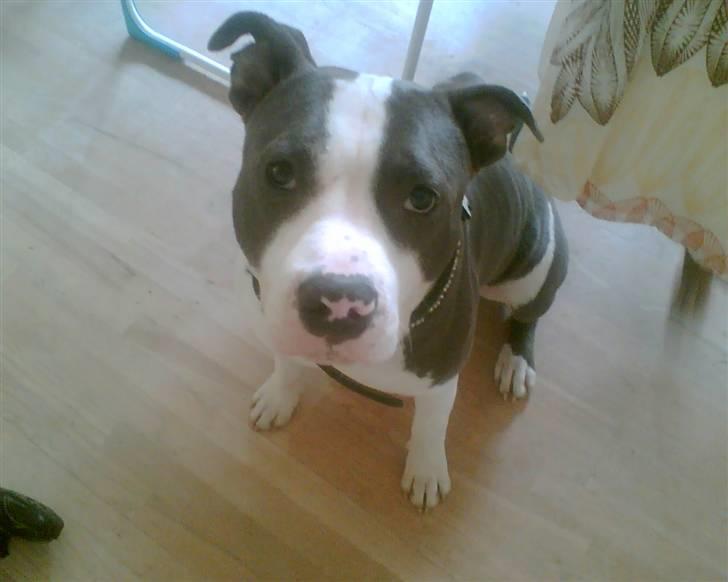 Amerikansk staffordshire terrier Aio billede 1