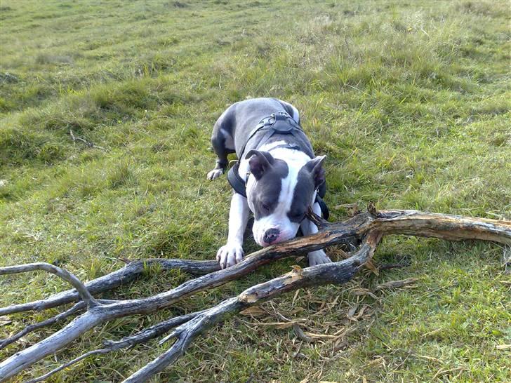 Amerikansk staffordshire terrier Aio billede 2