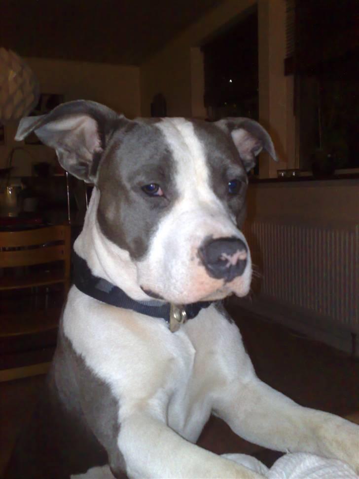 Amerikansk staffordshire terrier Aio billede 3