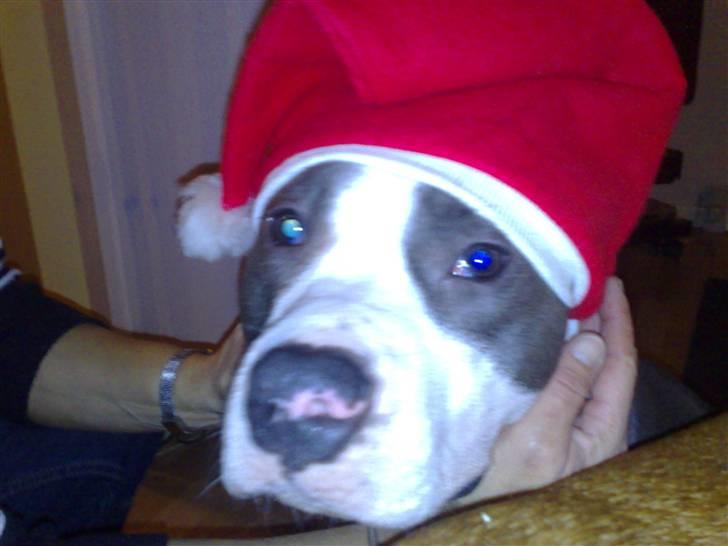 Amerikansk staffordshire terrier Aio billede 4