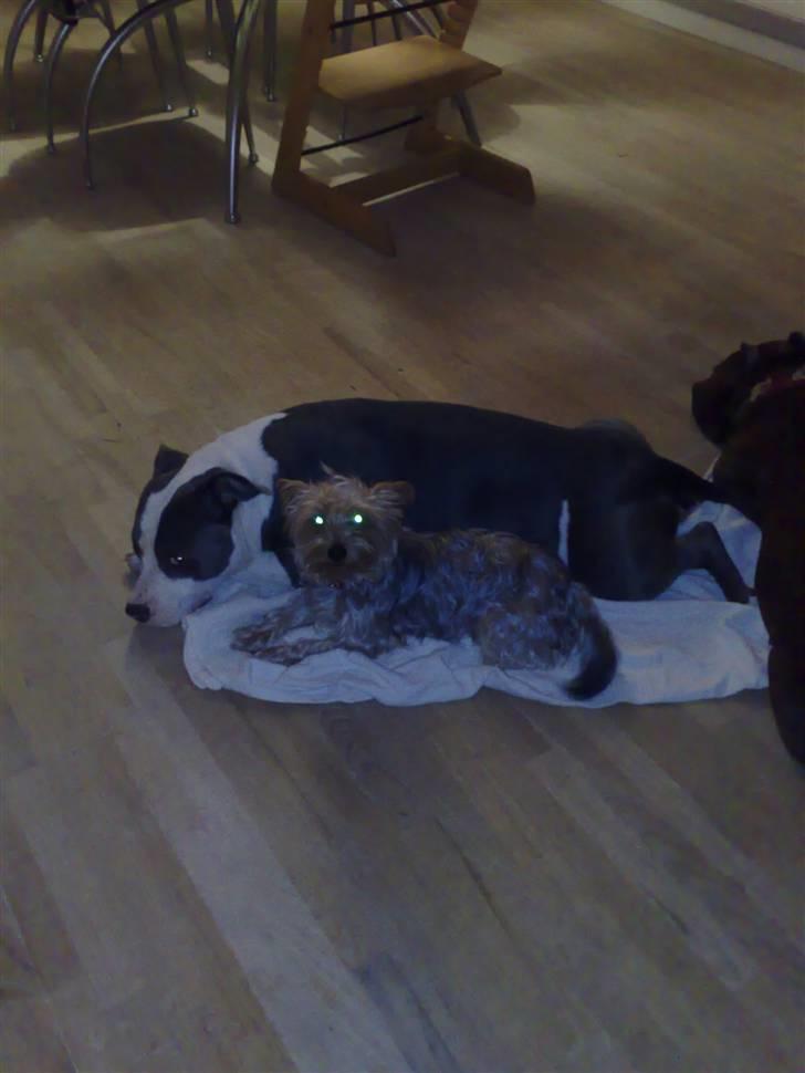 Amerikansk staffordshire terrier Aio billede 5