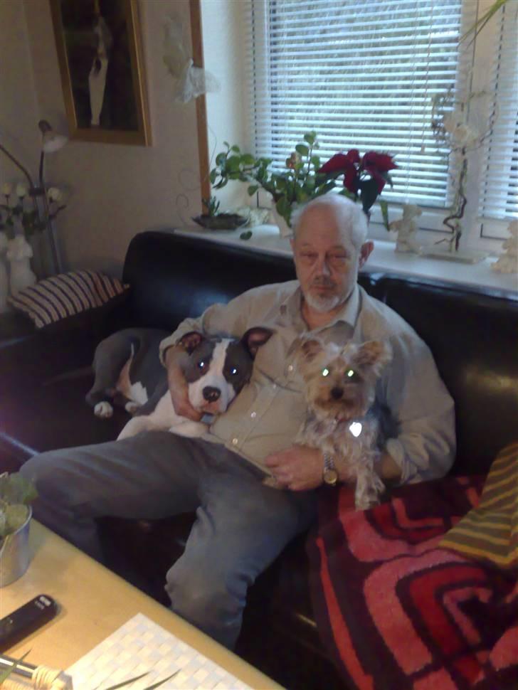 Amerikansk staffordshire terrier Aio billede 6