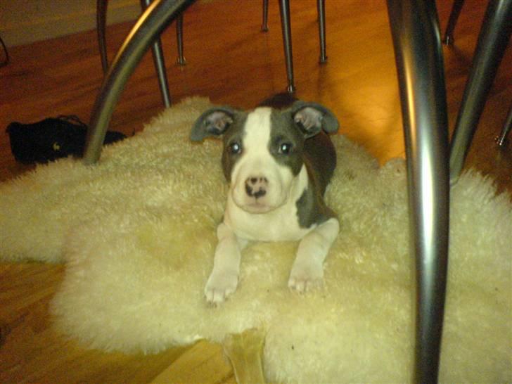 Amerikansk staffordshire terrier Aio billede 7