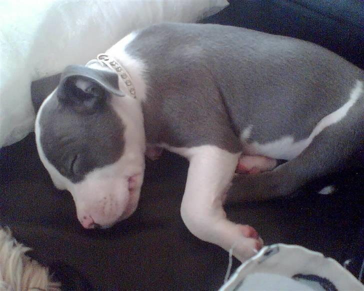 Amerikansk staffordshire terrier Aio billede 8