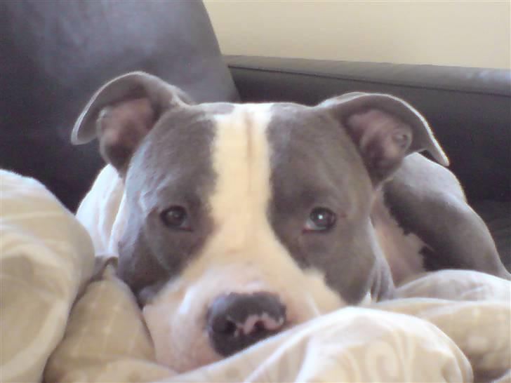 Amerikansk staffordshire terrier Aio billede 9