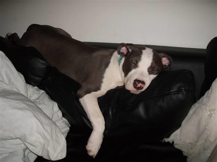 Amerikansk staffordshire terrier Aio billede 10