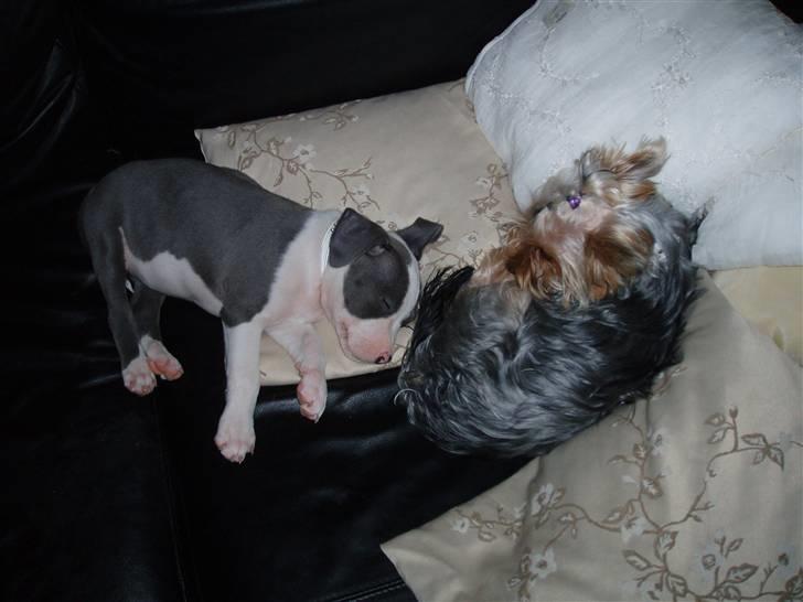 Amerikansk staffordshire terrier Aio billede 11