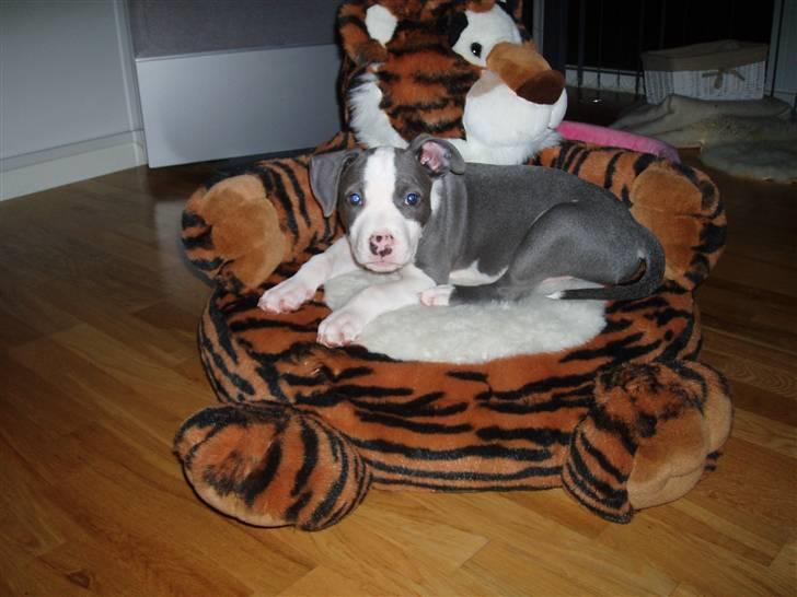 Amerikansk staffordshire terrier Aio billede 12