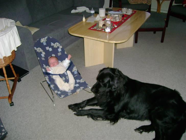 Blanding af racer retriver/newfoundlænder - passer godt på vores lille ny i familien billede 6