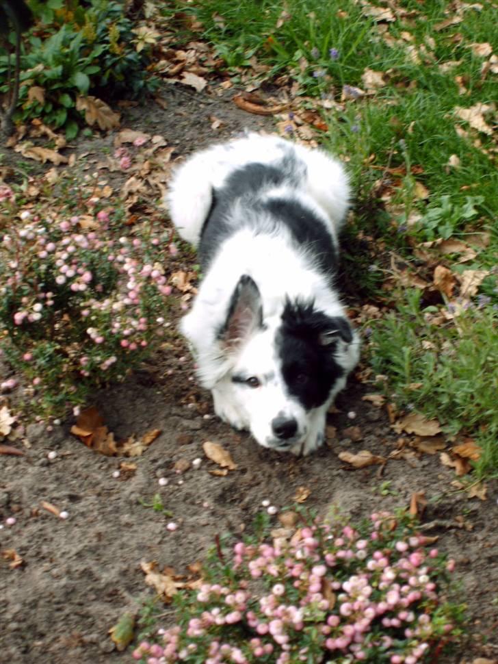 Border collie luka billede 2