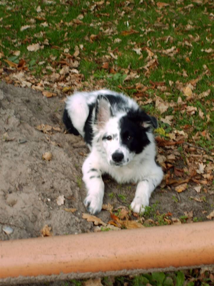 Border collie luka billede 4