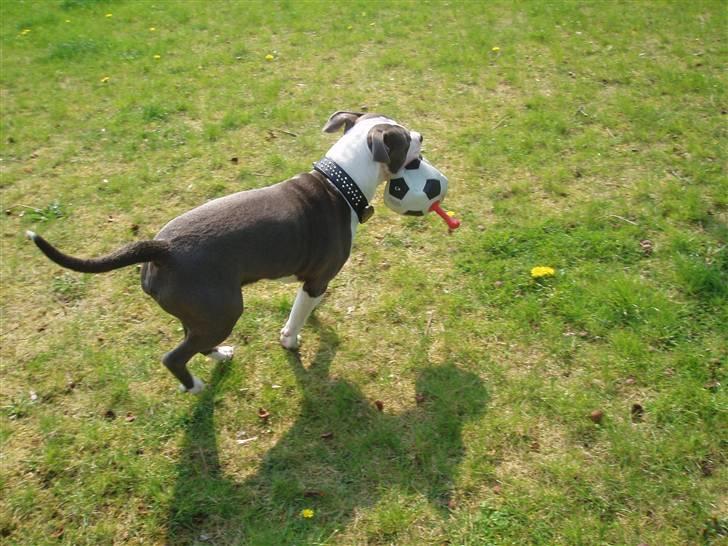 Amerikansk staffordshire terrier Aio billede 14