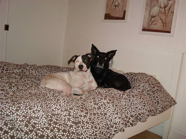 Blanding af racer Tøsen billede 16